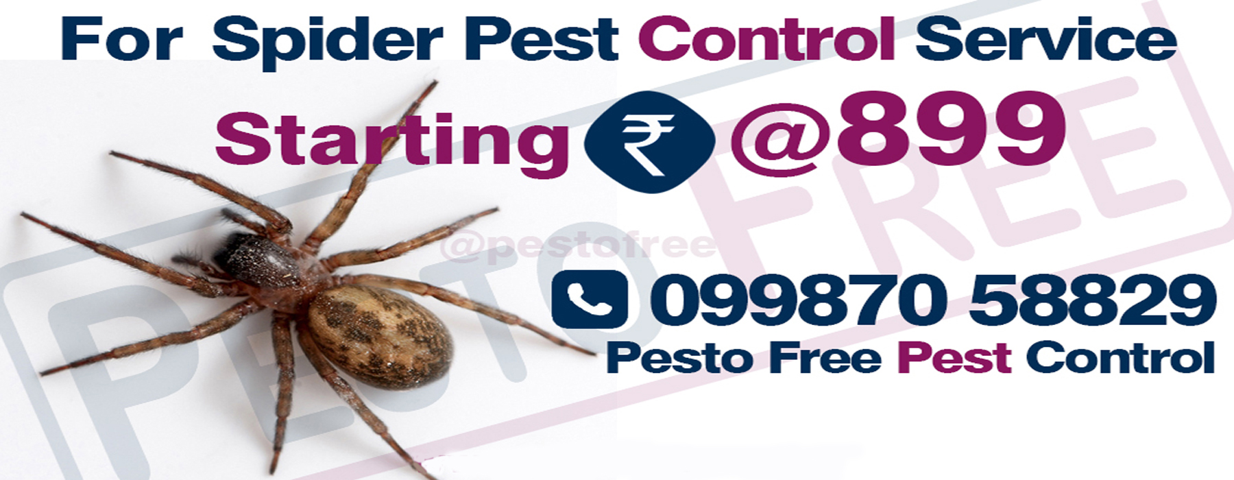 Spider Pest Control in Mumbai
